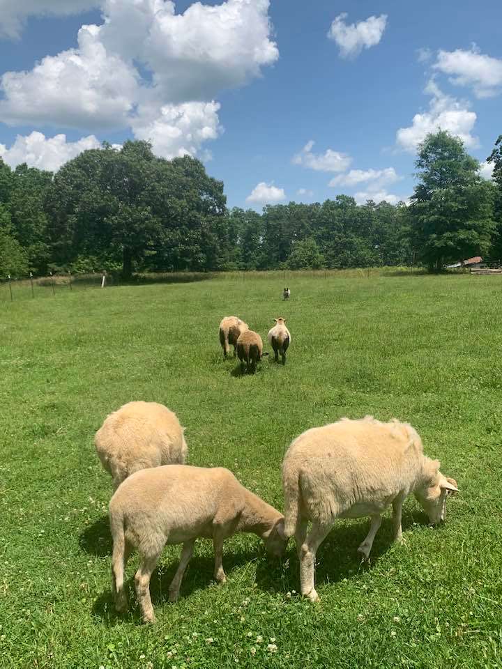 View more photos of Reckless Raven Farm