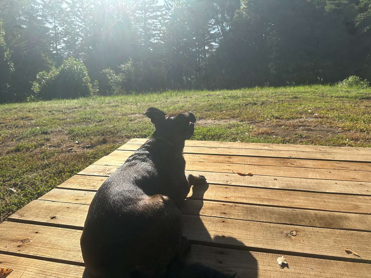 View pets photos of Butterfly Landing🦋🦋🦋