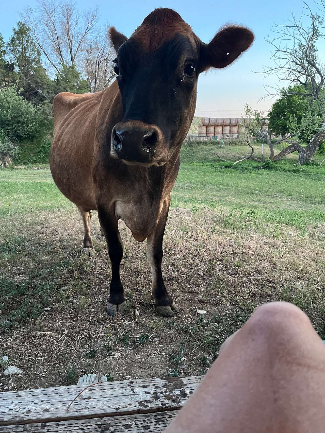All the cows were very friendly 