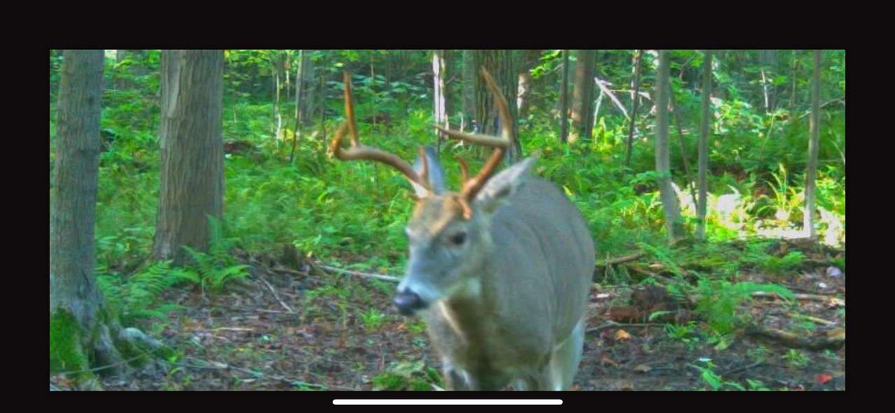 young buck