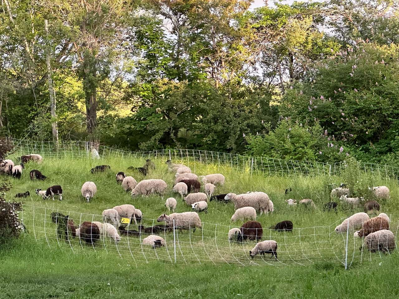 MacCurdy Farm "The Getaway"