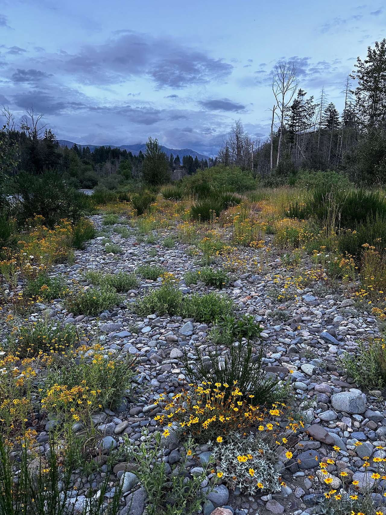 Picture of the site
