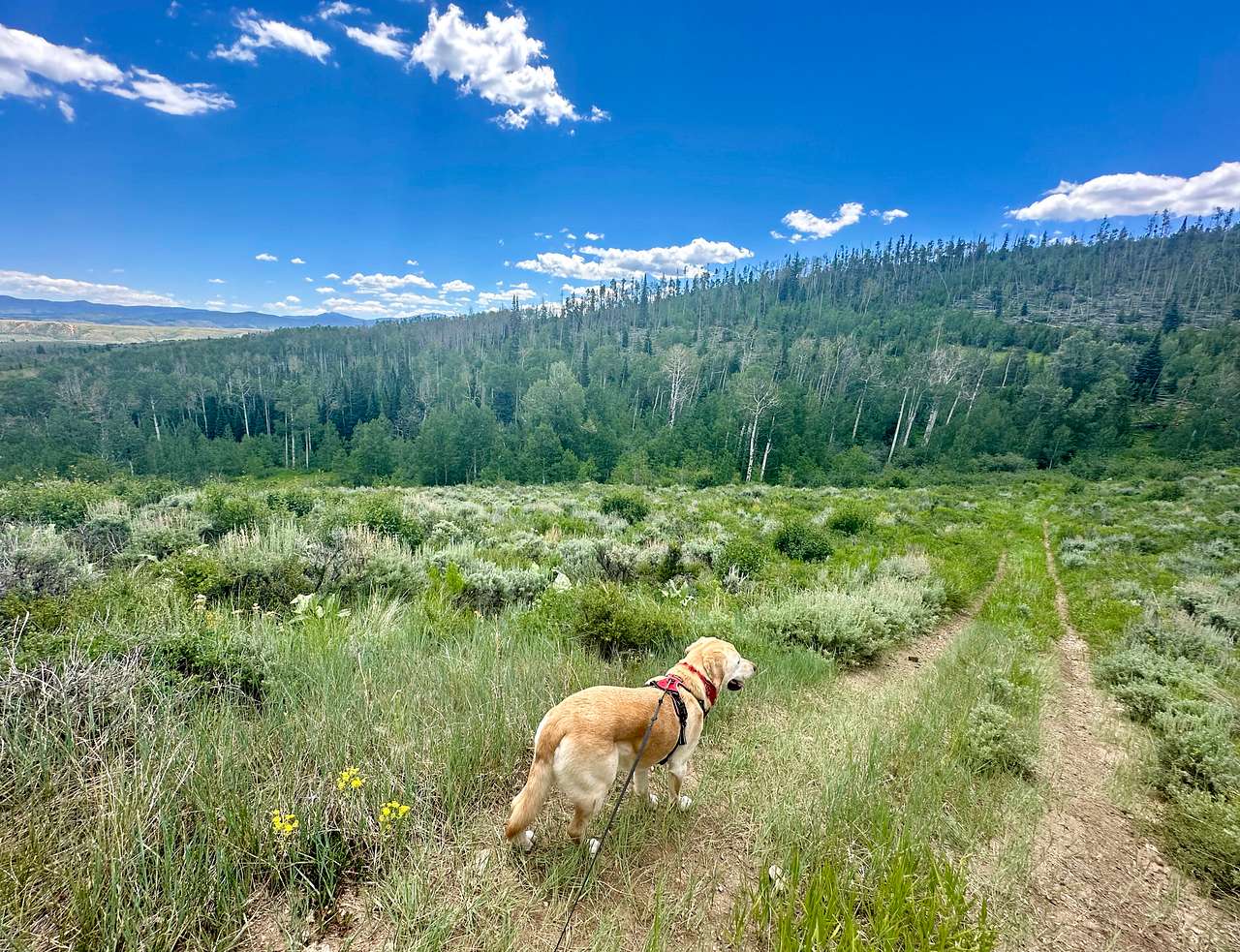 Williams Fork Lodging