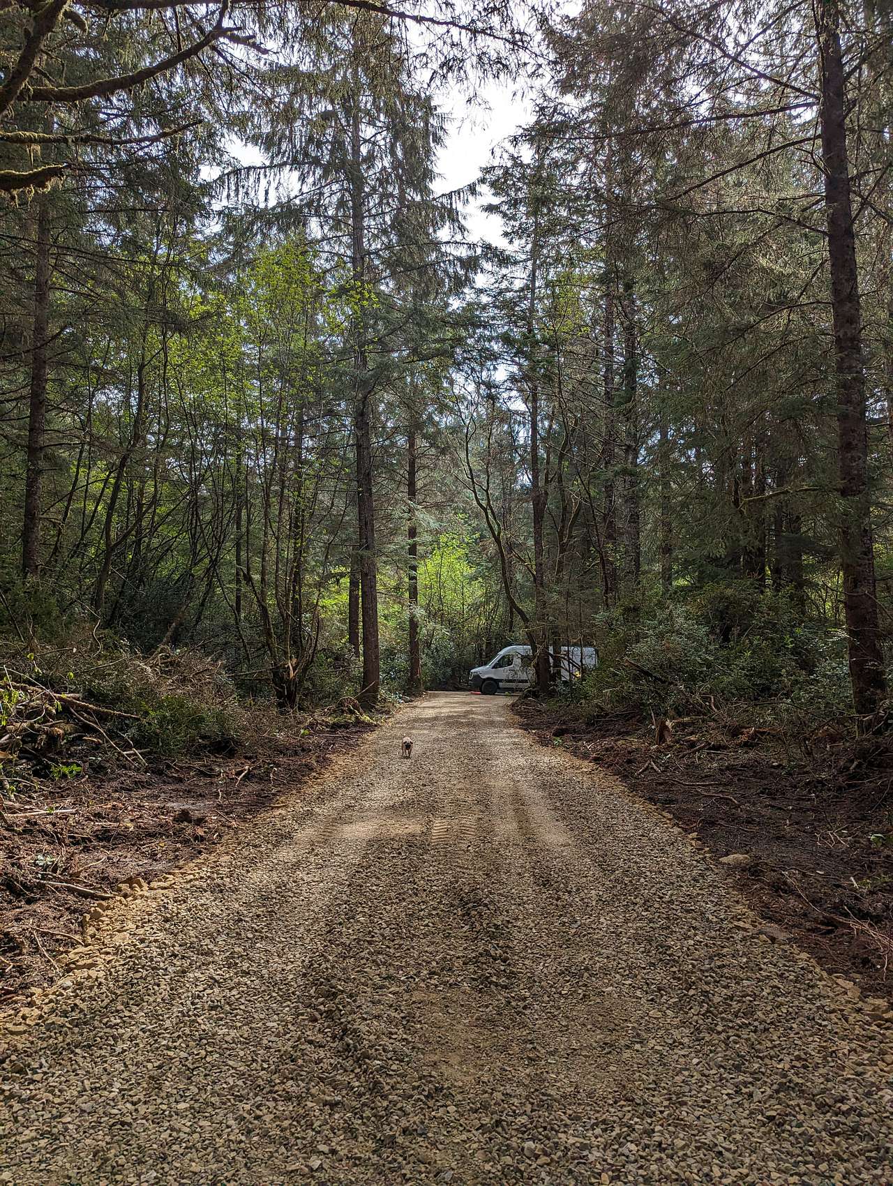 Twisted Tree Camp