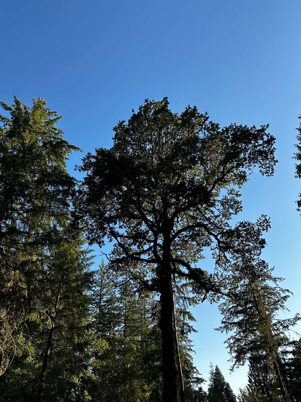 Helvetia Hideaway