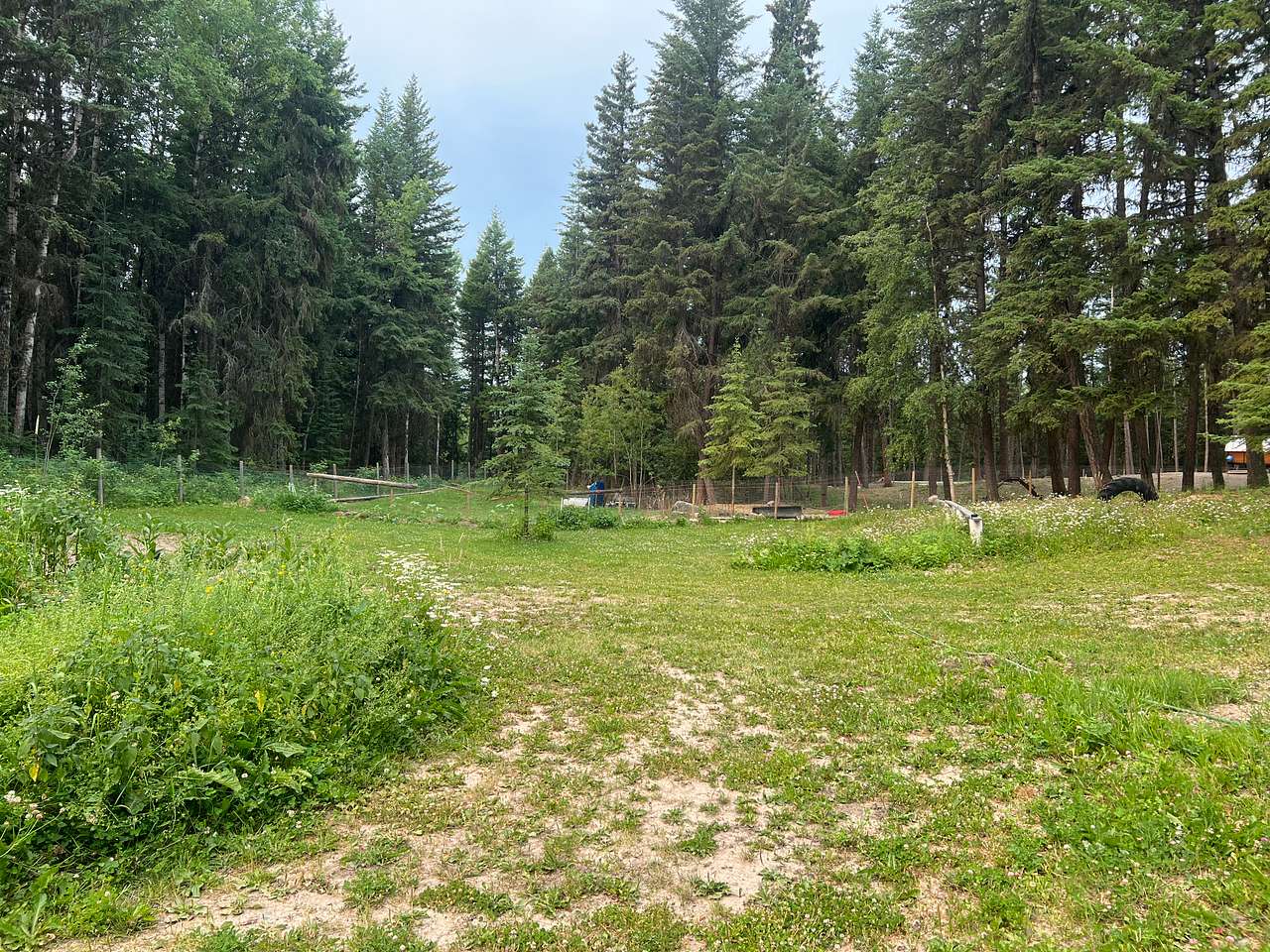 This is the main camping area. It boarders our ewe paddock and garden.
