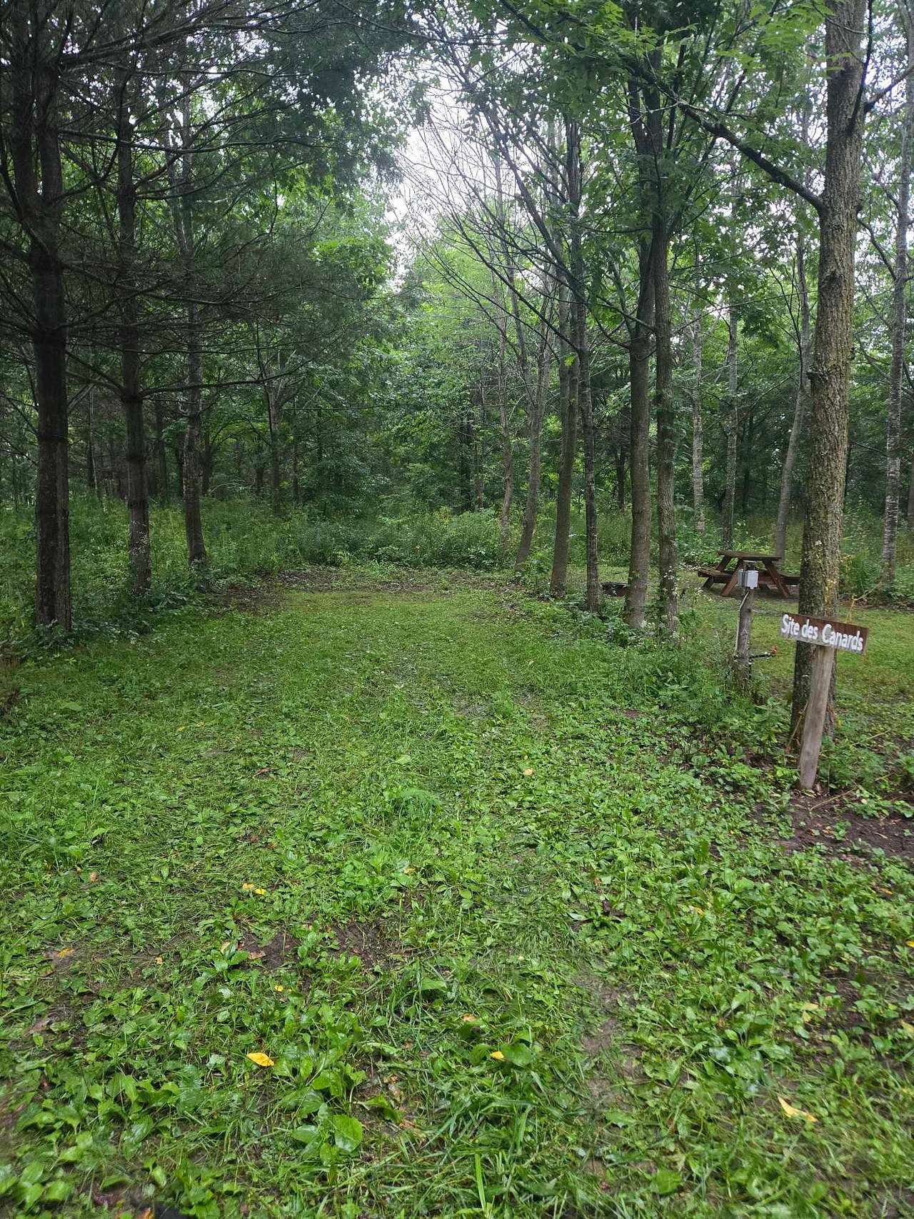 Picture of the site