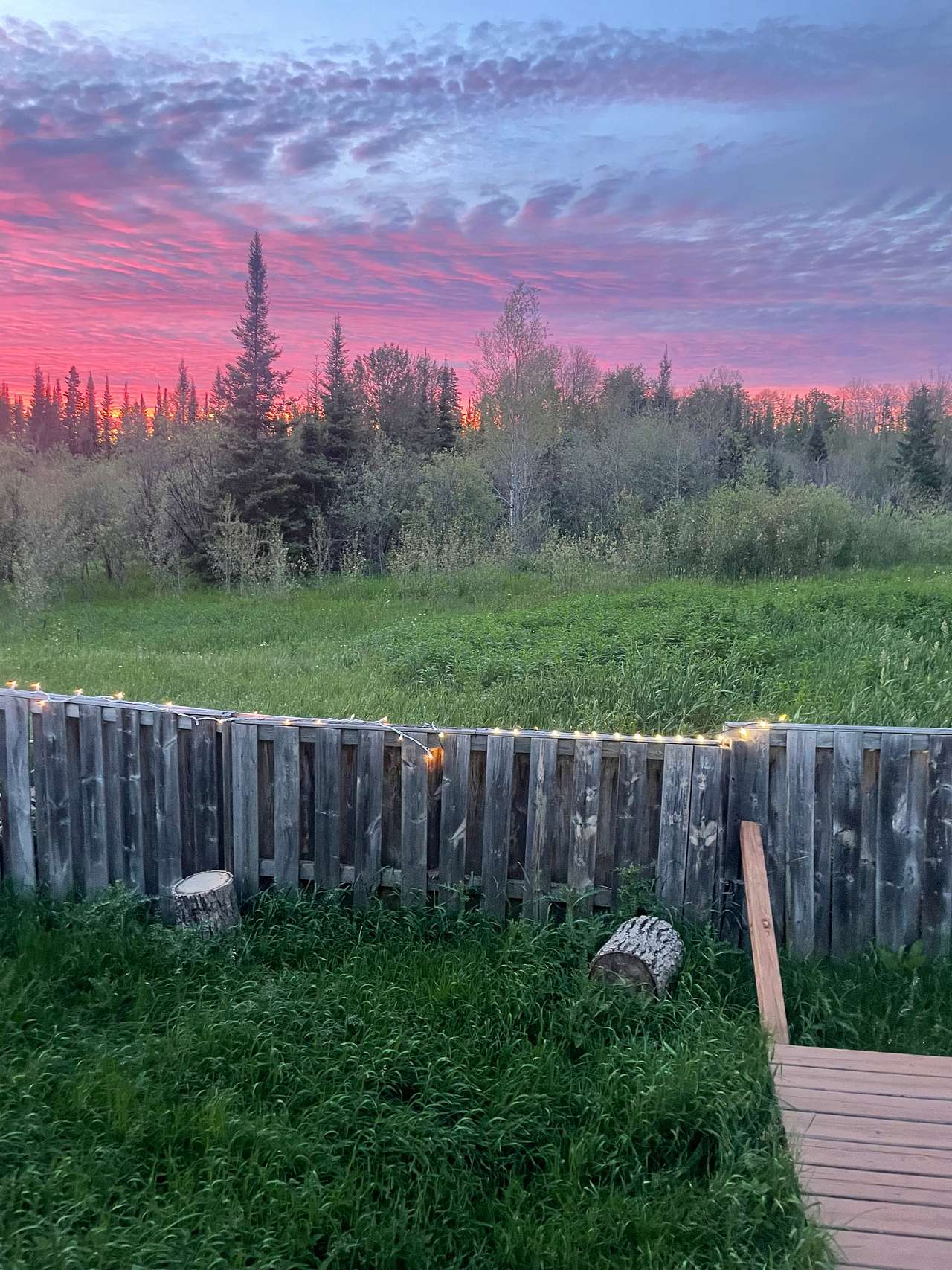 Camp Forest Oasis