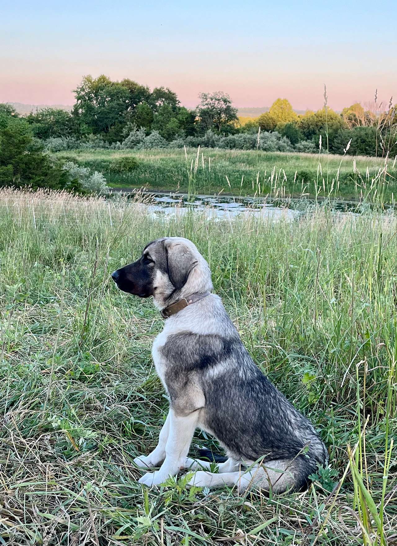 View pets photos of Pyour Pastures