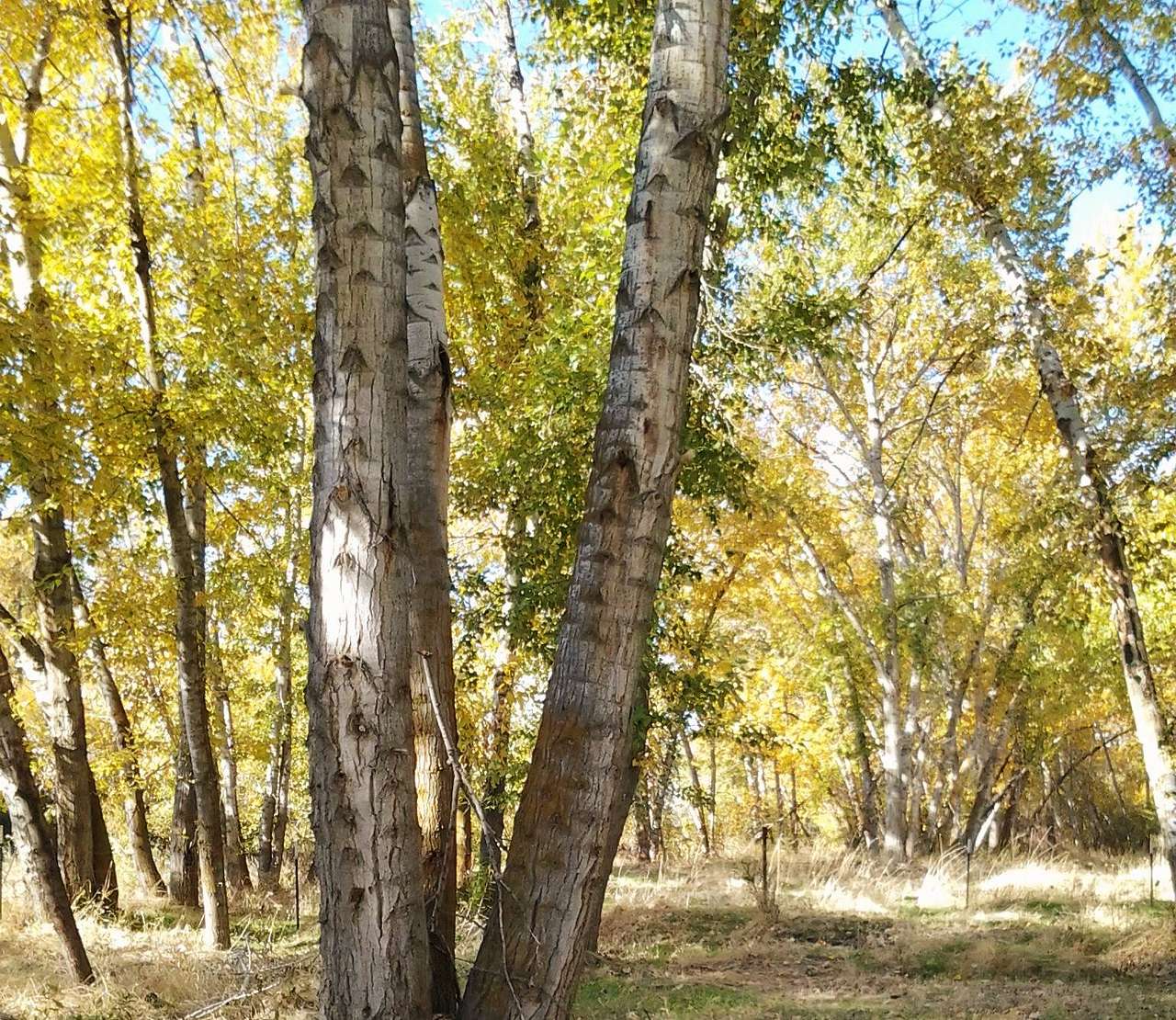 Echo River Farms