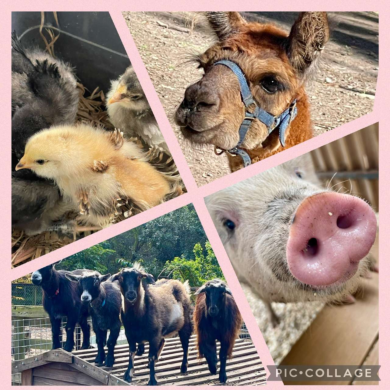 Paperbark Camp & Farm Stay