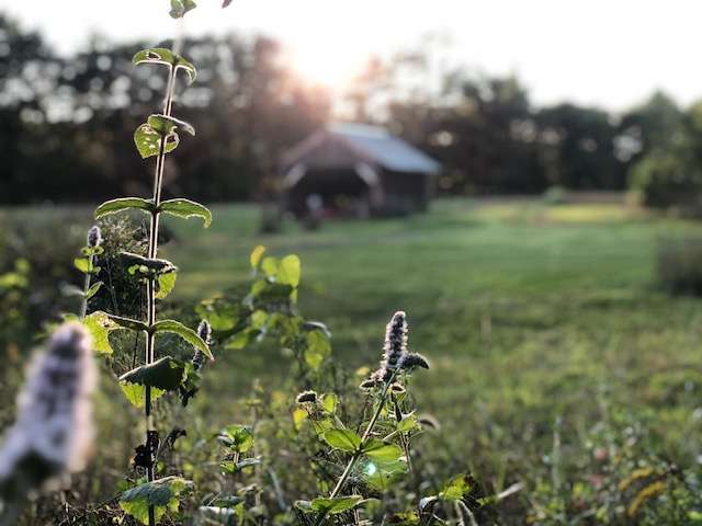 Camp Frogginton