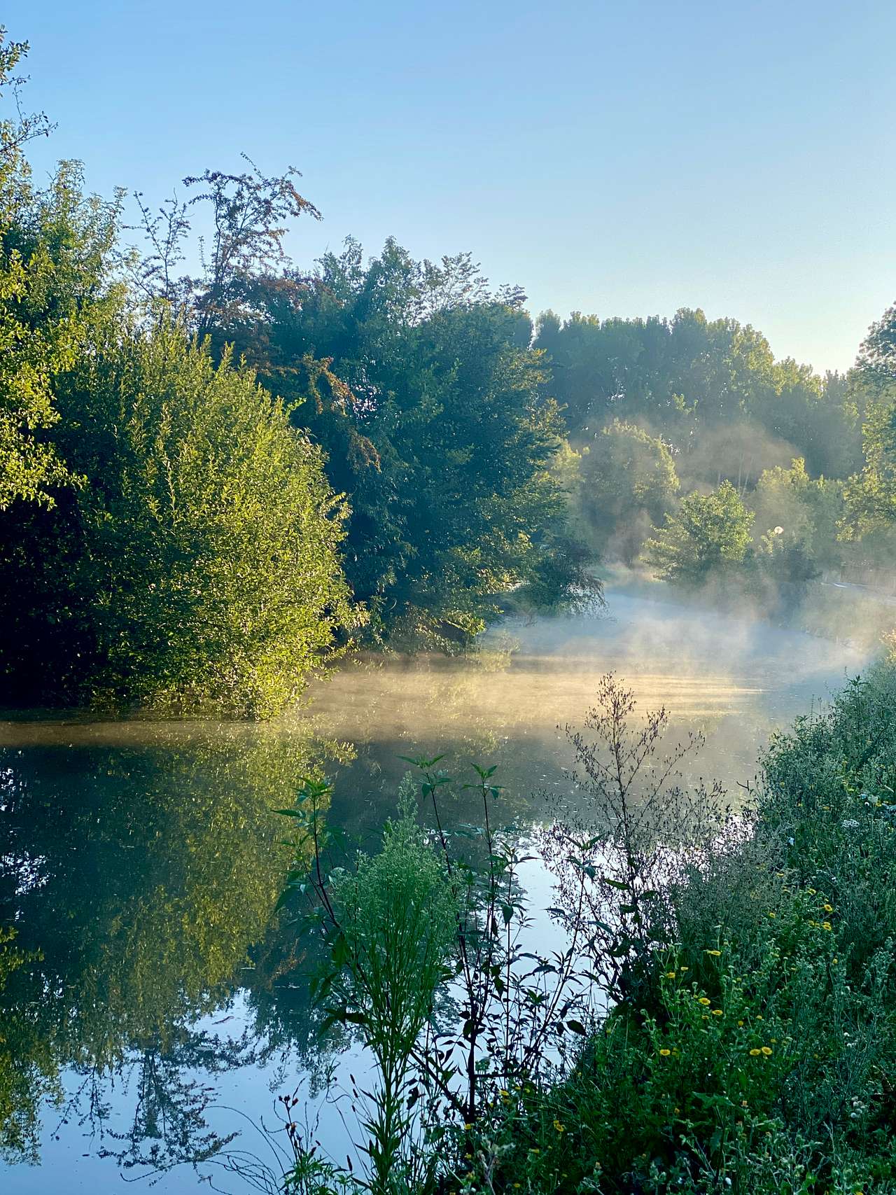 Early morning Kingfisher spotting