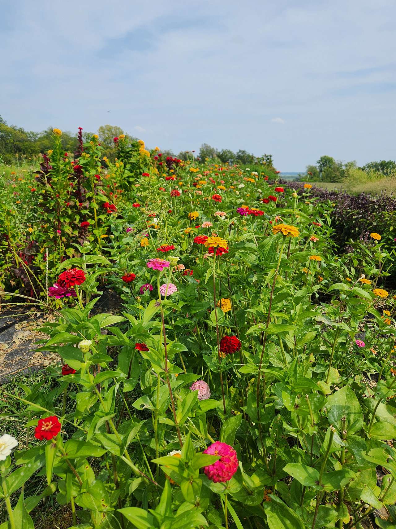 Black Sheep Flower Farm