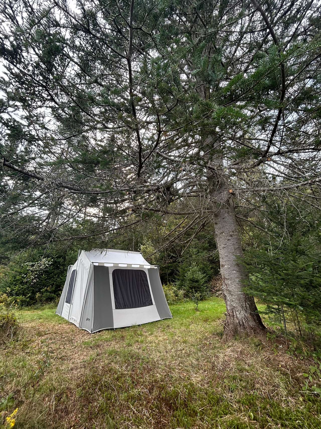 Wandering Pines Camping