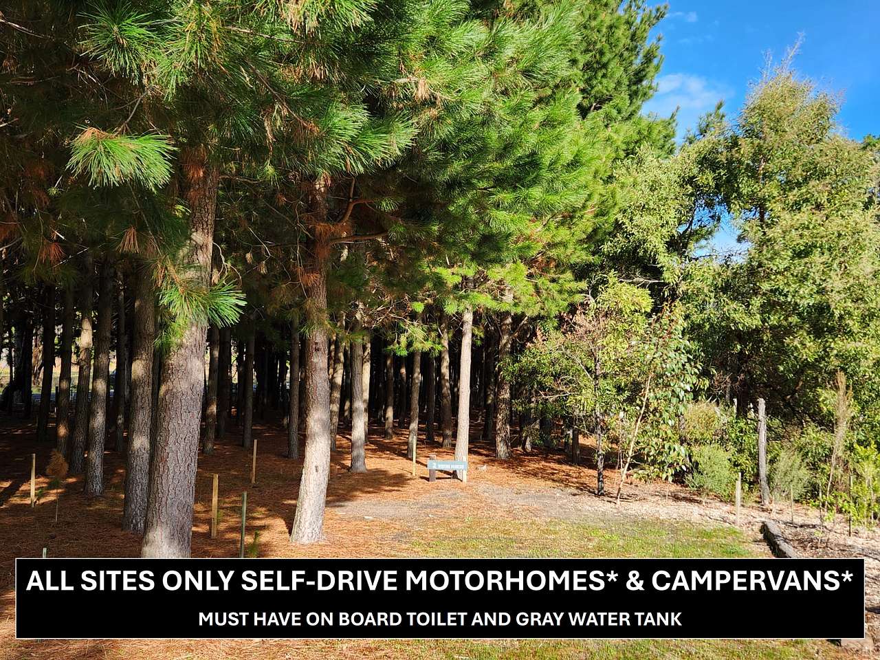 Site 2 is between the pine trees and native flora planted in the Winter Wetlands. Winter, 2024.