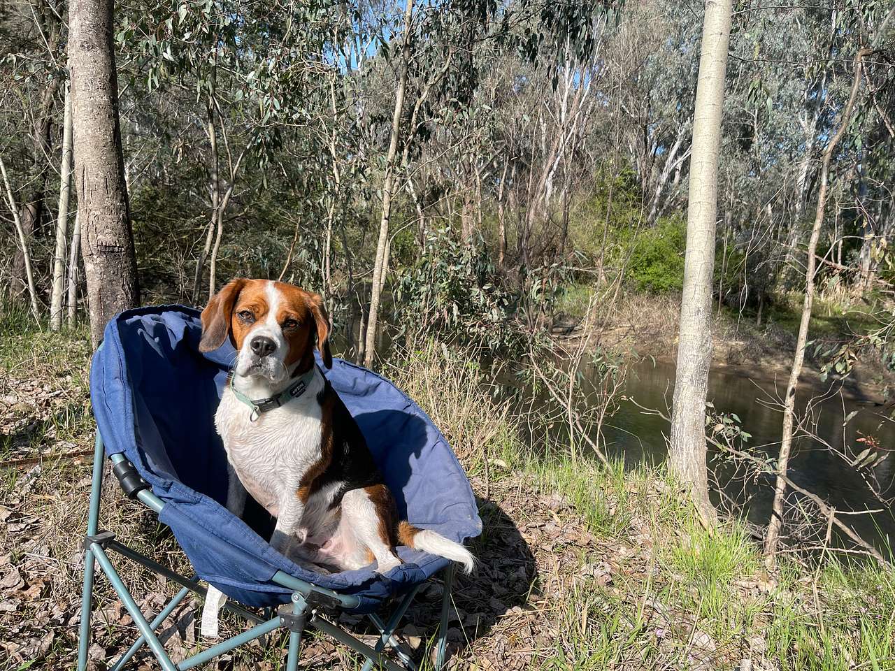 View pets photos of Camp Ovens