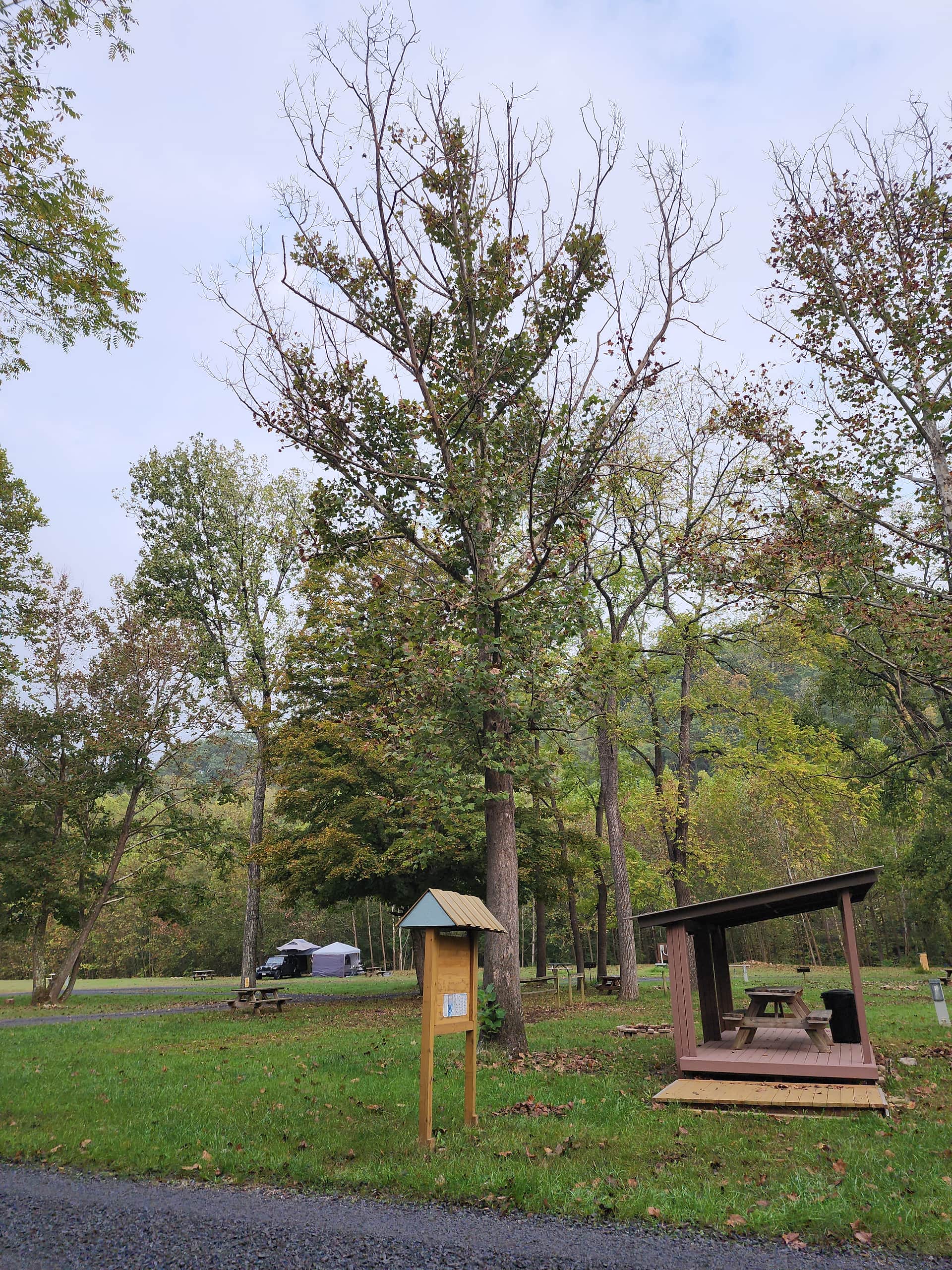 Swedish Lilac Campground & Events