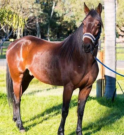 Everything Horses Ltd