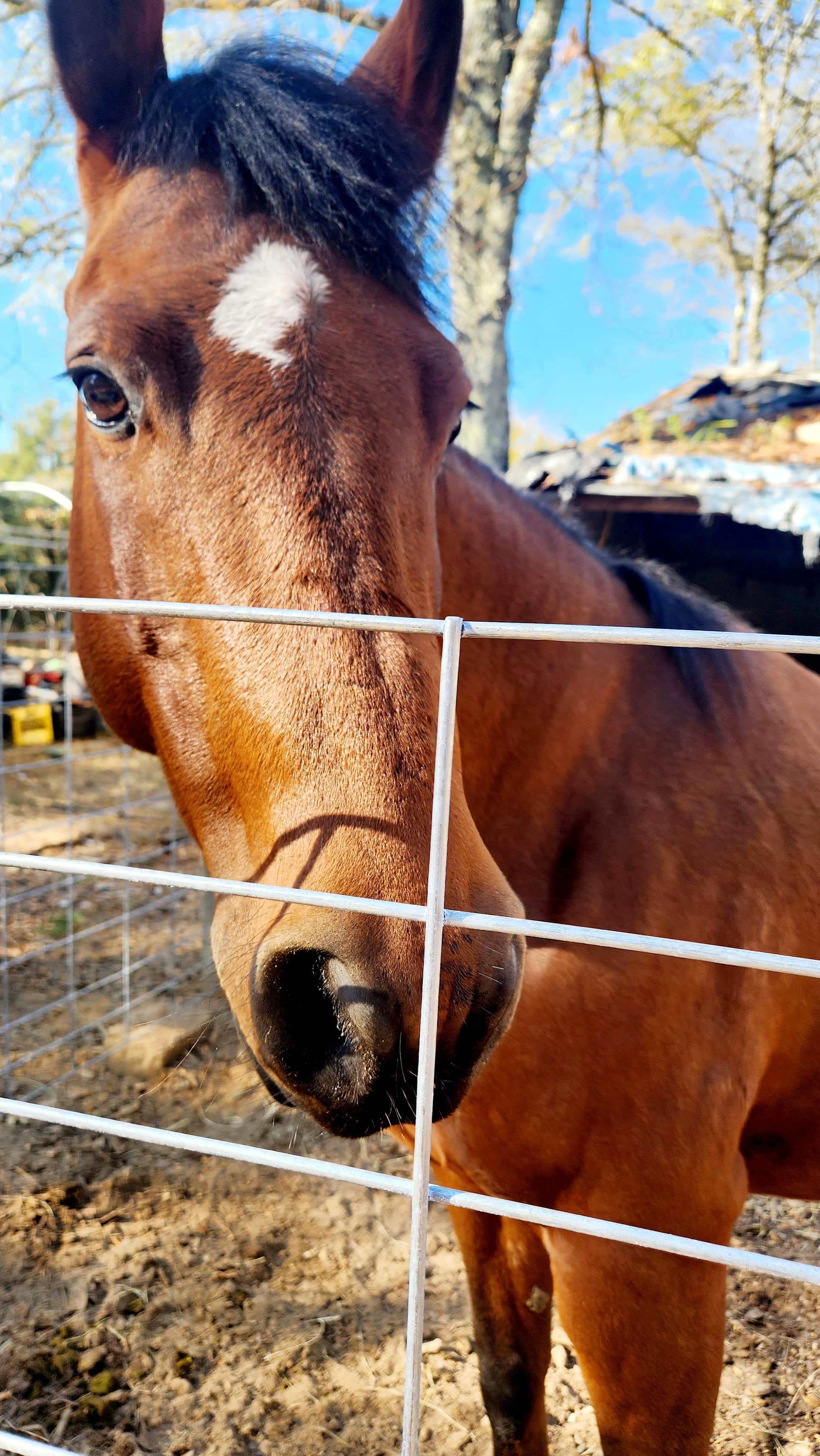 Come and meet our Barnyard Rockstar, Hickory. 