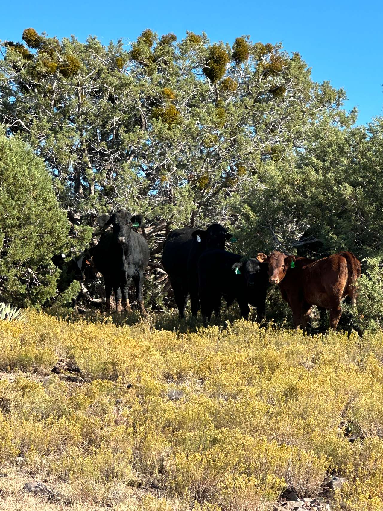 Ash Creek Canyon Preserve