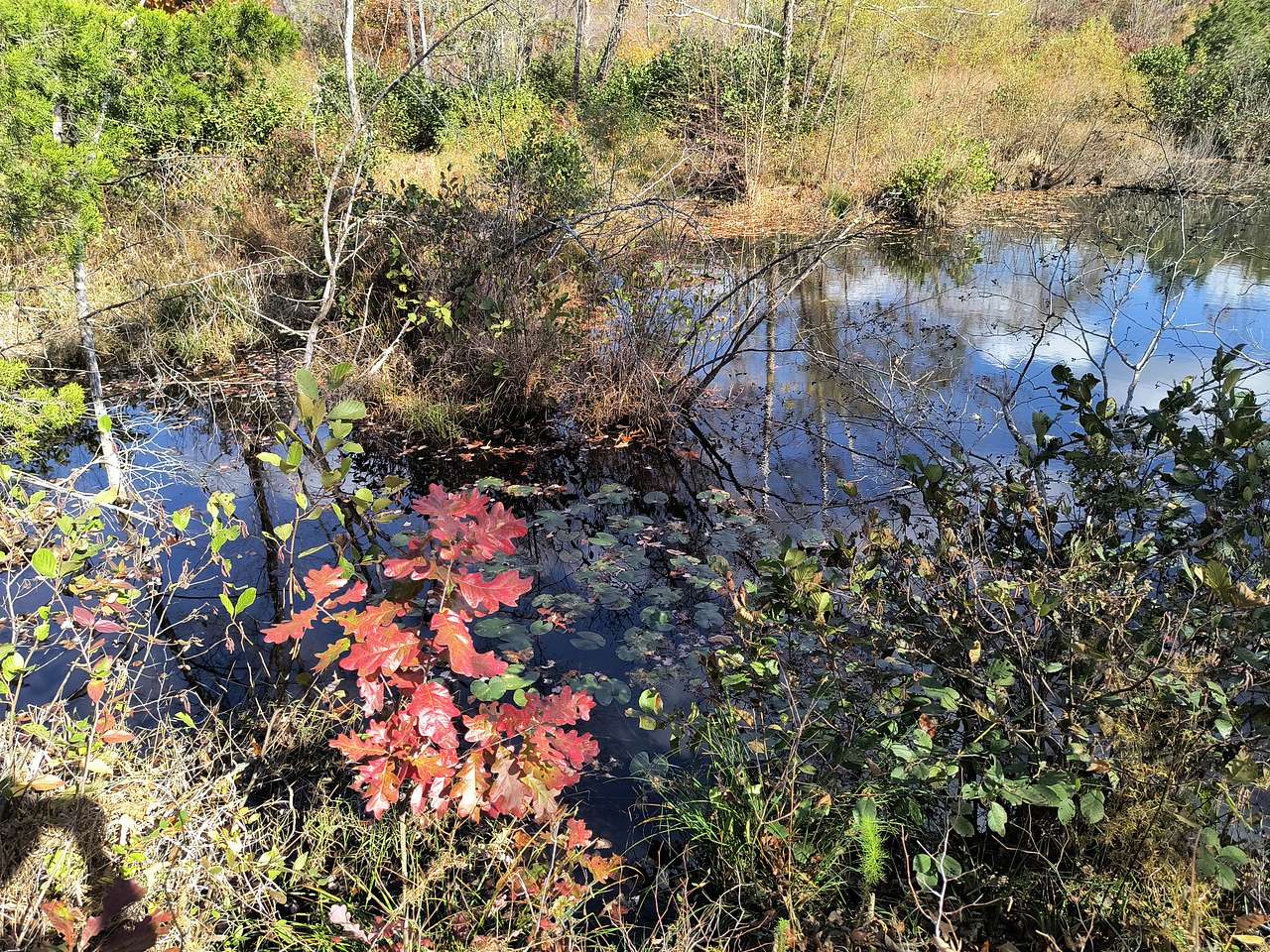 Picture of the site