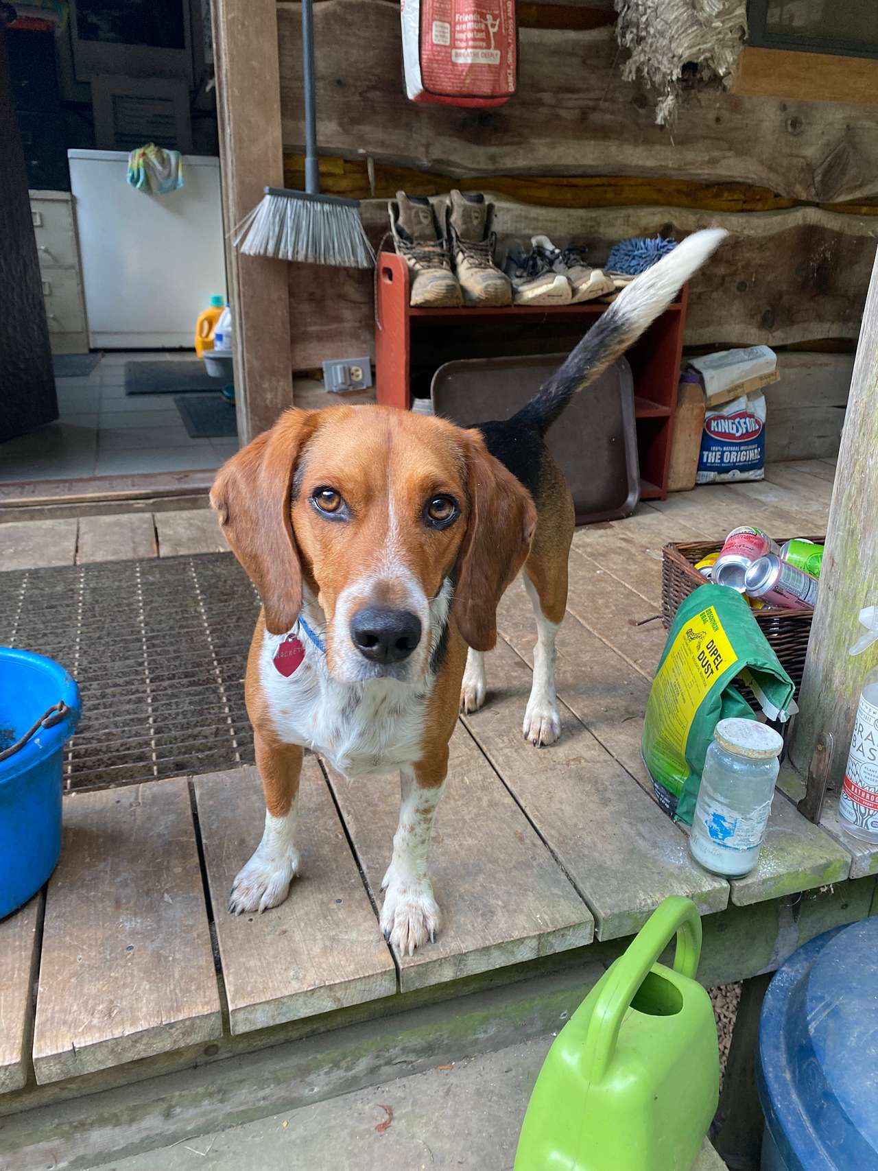 View pets photos of Beech Hollow Hideout