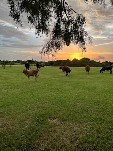 Sunny Days Farm and Ranch