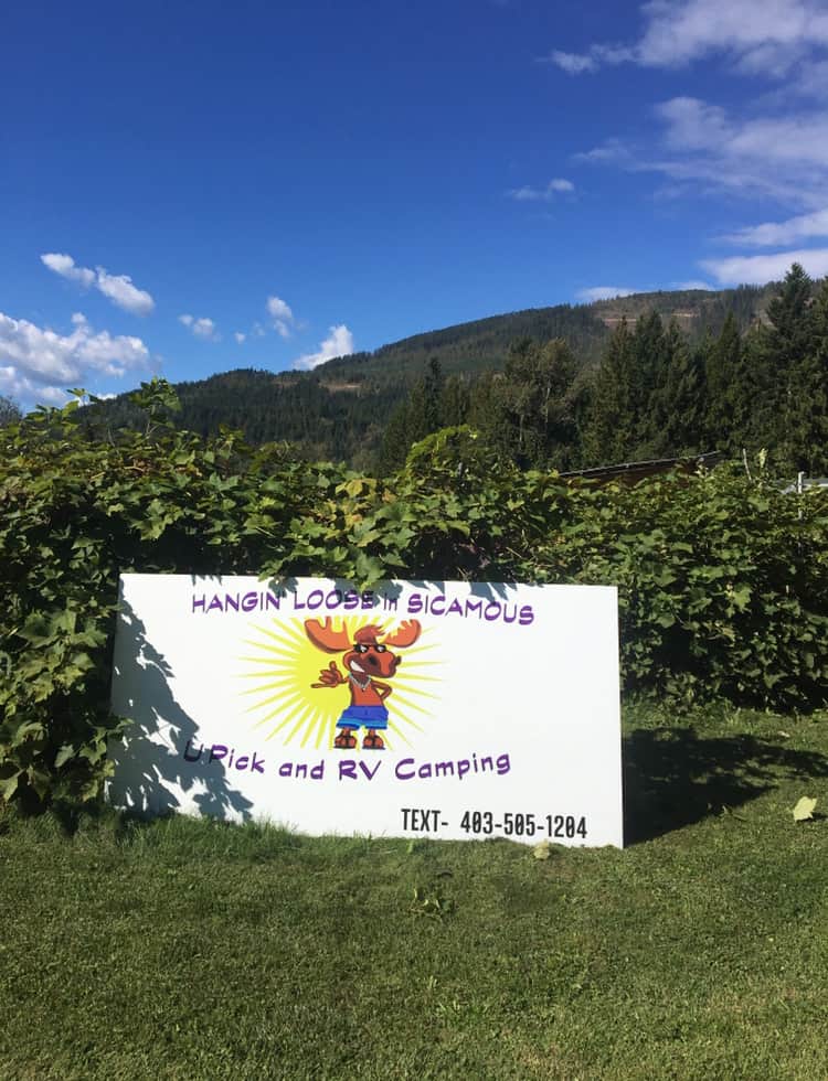 Hangin' Loose in Sicamous U Pick