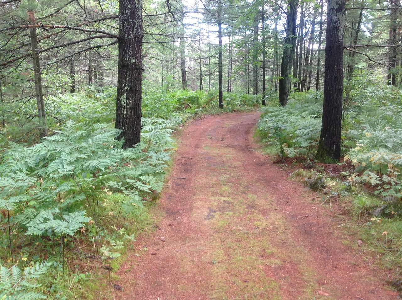multiple trails on site
