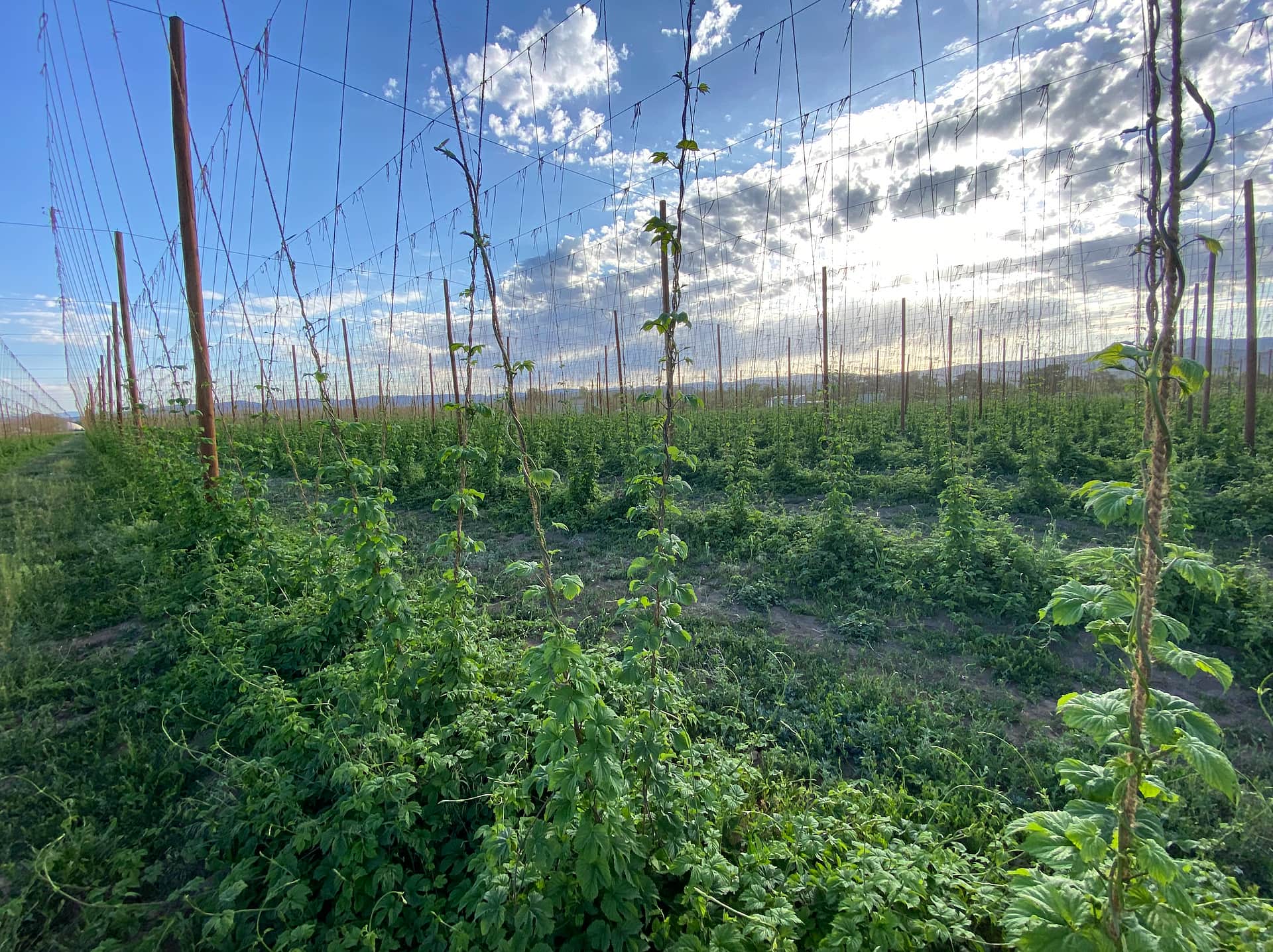 The Hop Yard Hideaway
