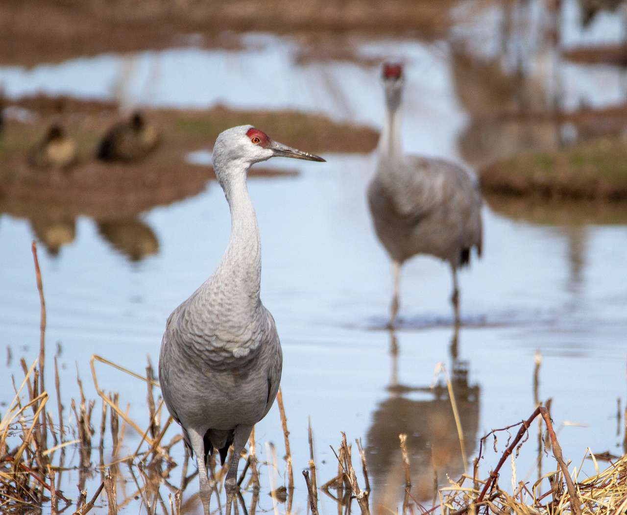 Nearby Sandhill cranes at Whitewater Draw