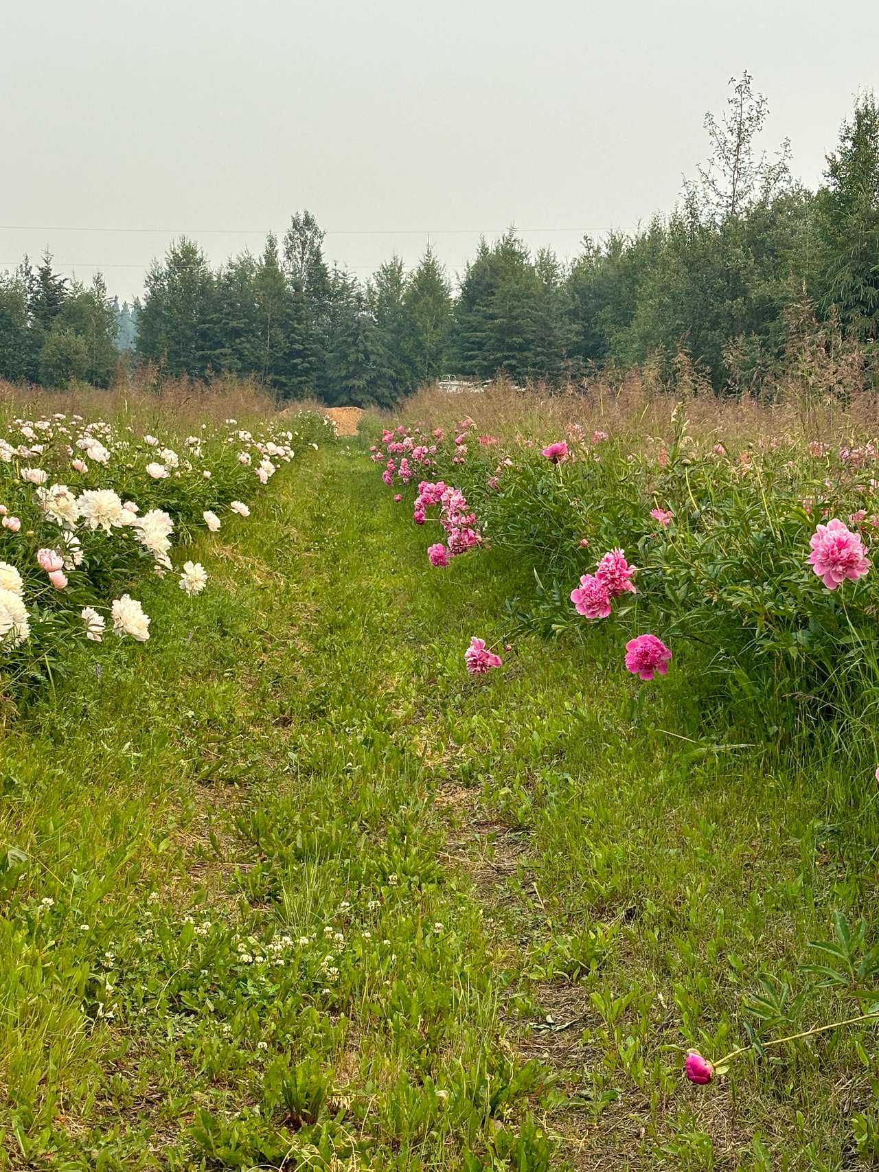 Slimtree Farm