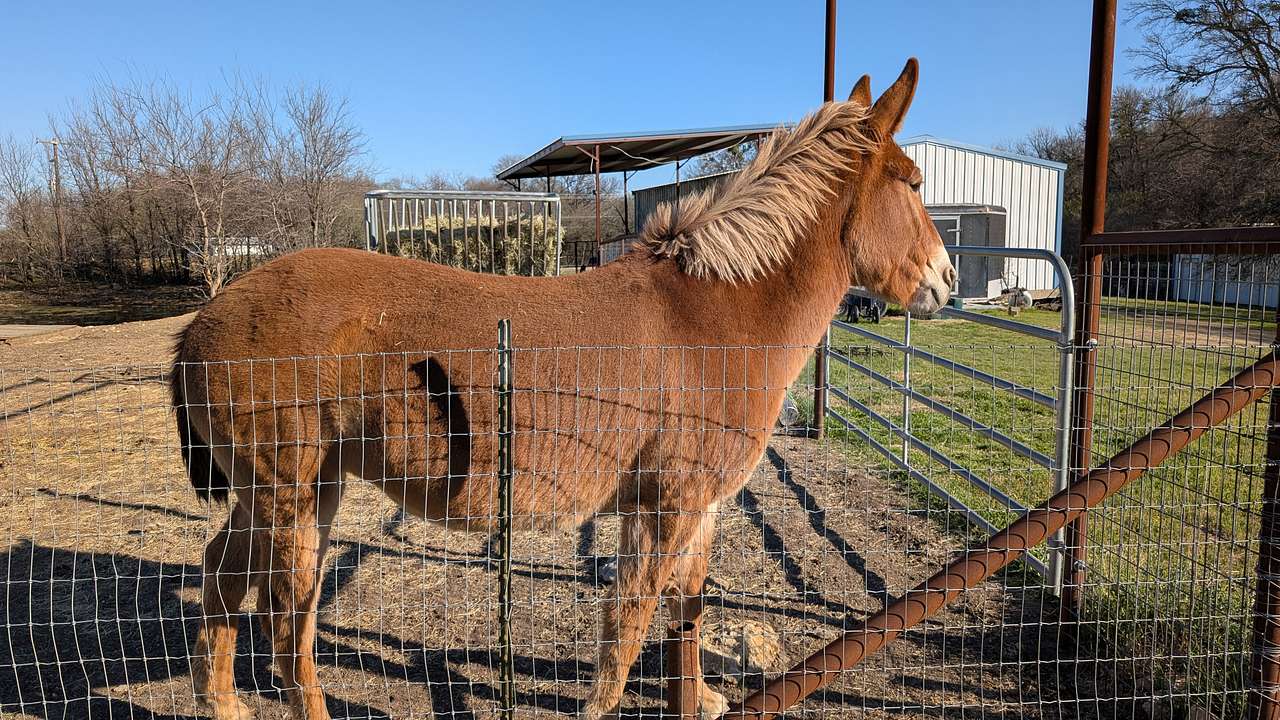 Various farm animals