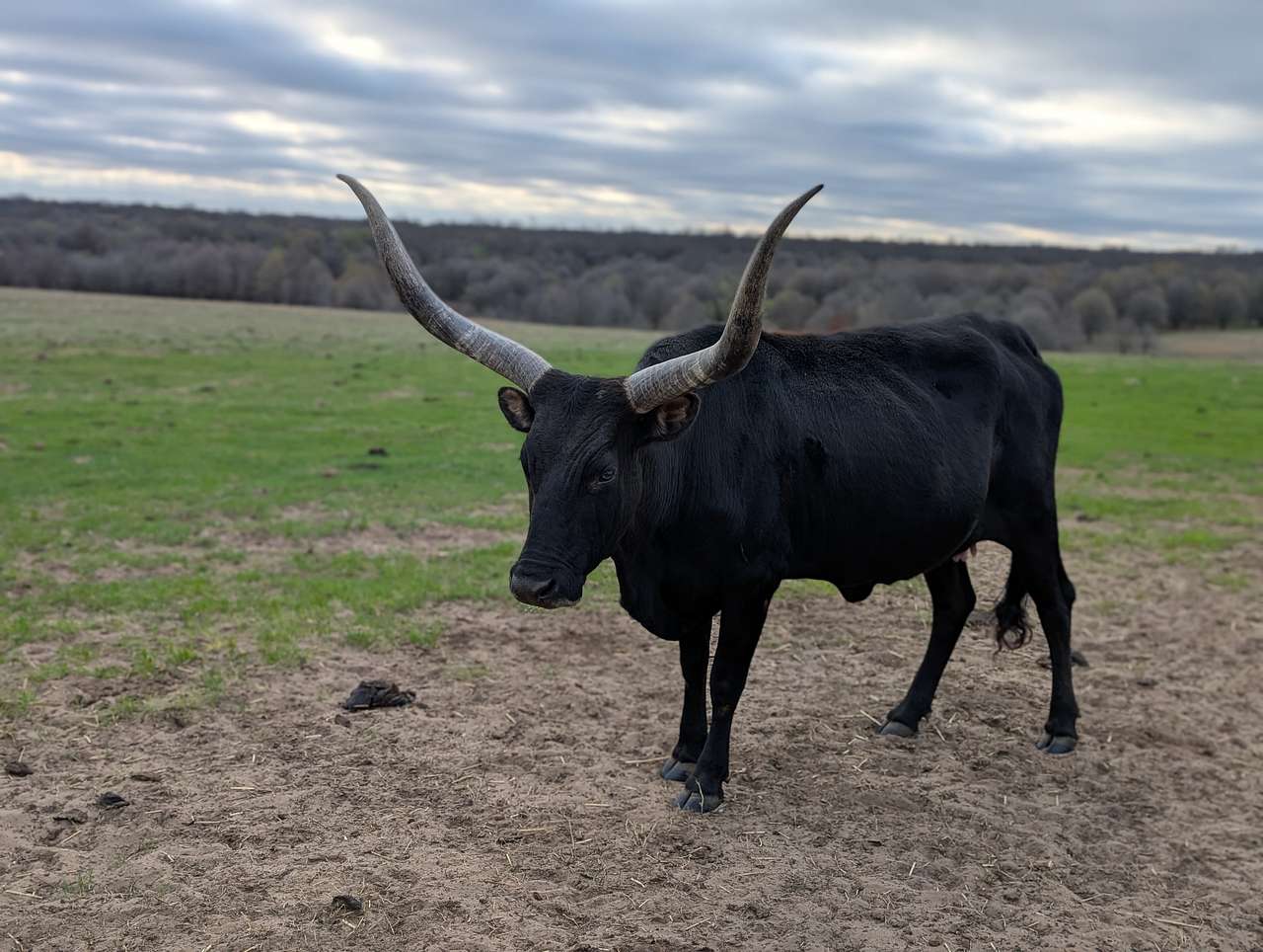 K.C. Ranch