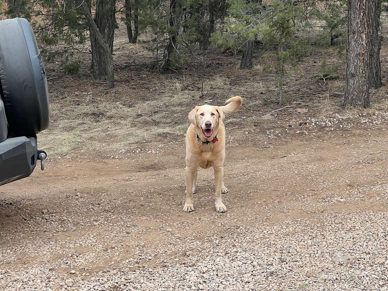 Scooby is so happy here