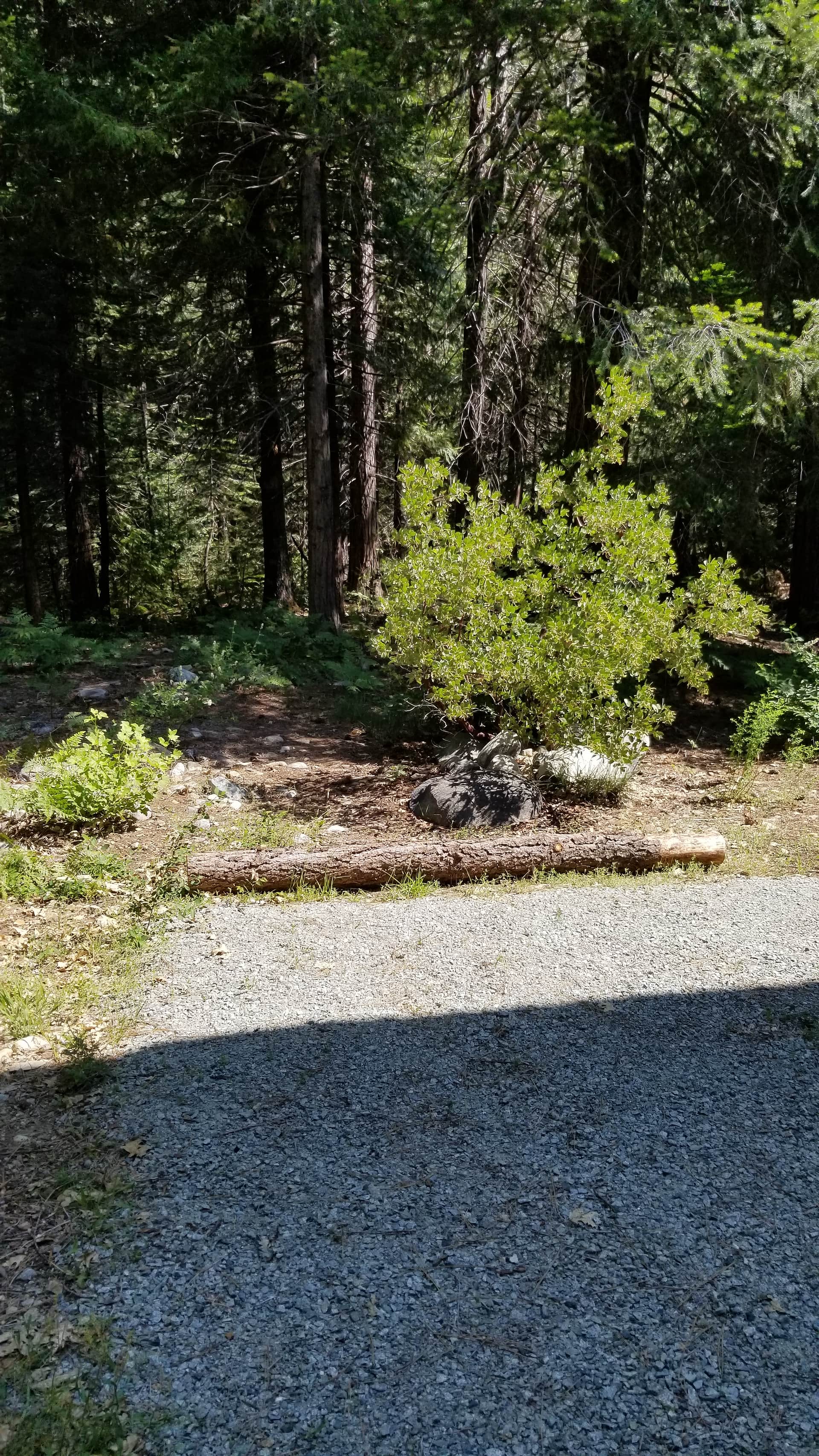Bright Bear Camp in Tahoe NF
