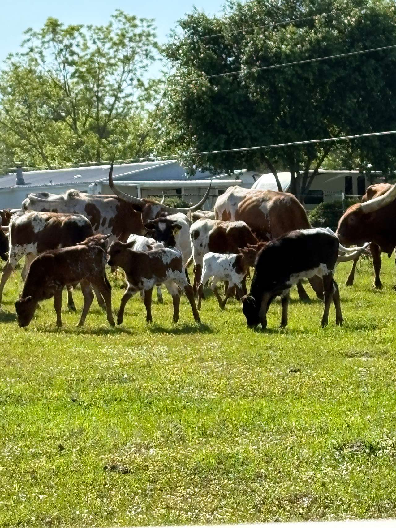 Cattle tour photo
