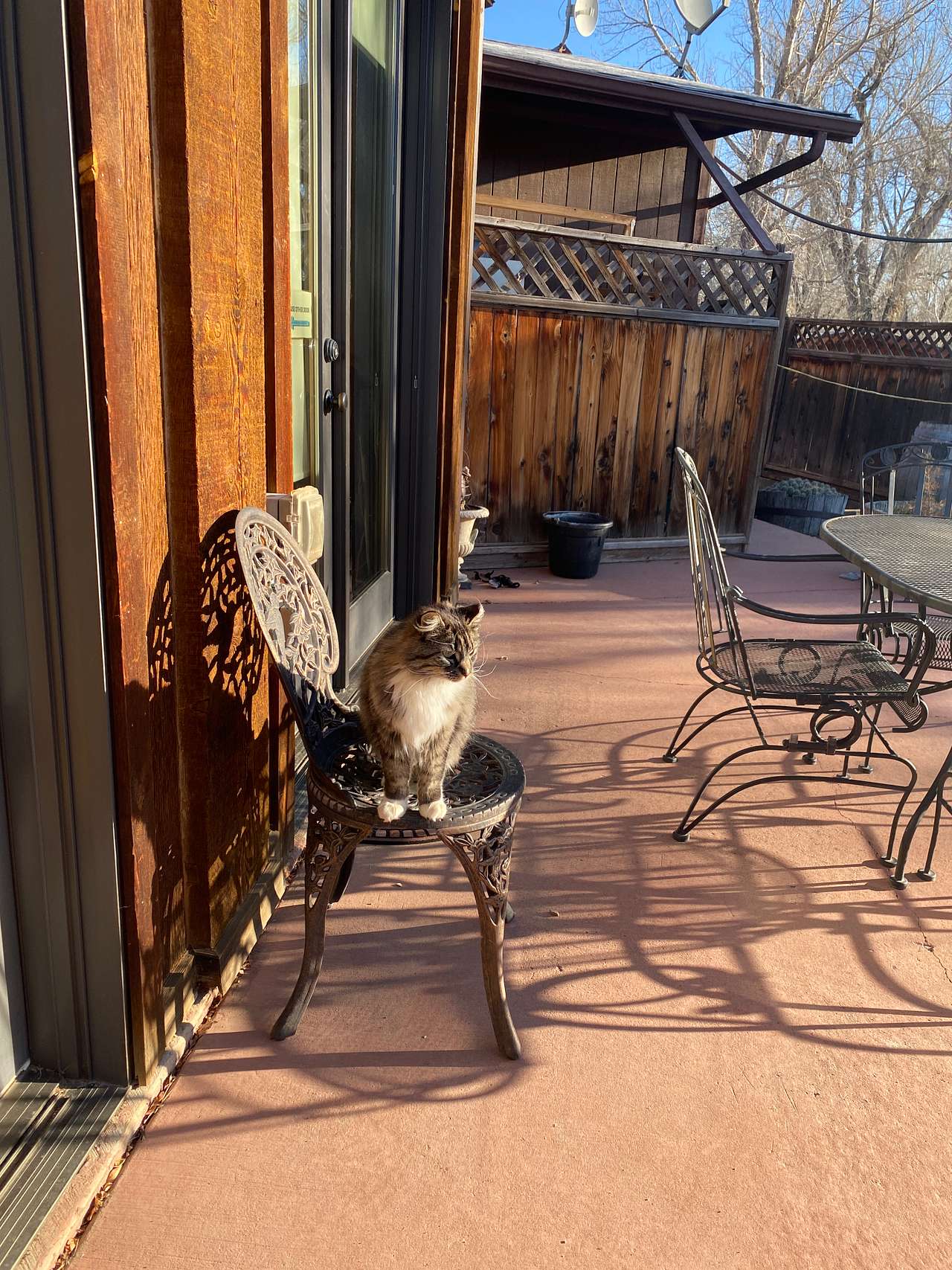 Farm kitties