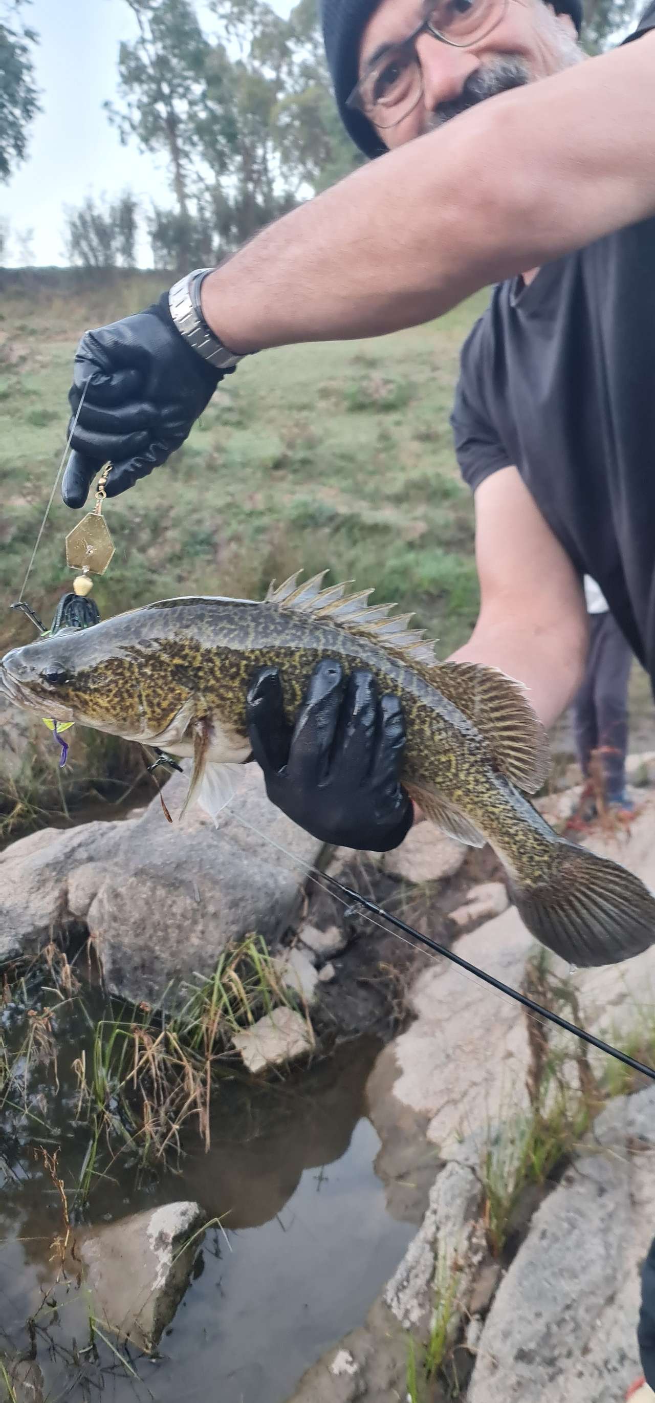 Lure caught cod and released