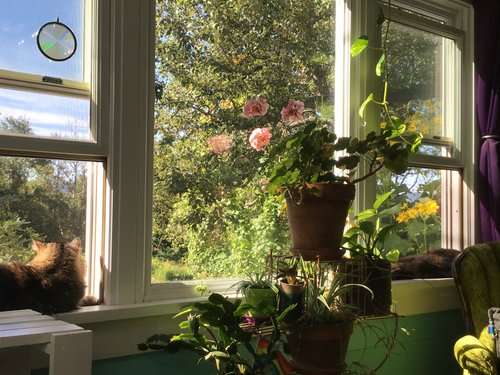 Living room windows