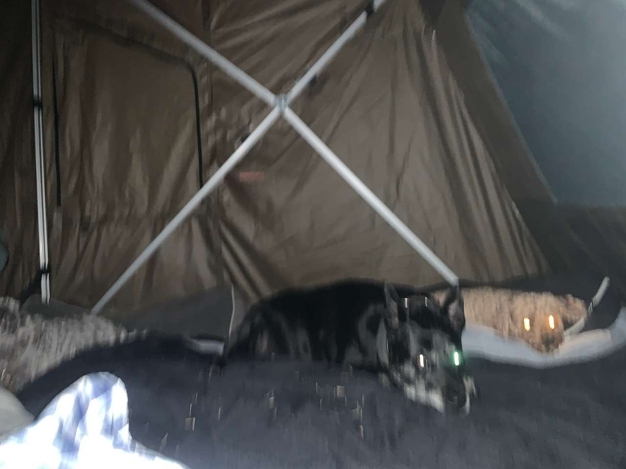 dogs loved it