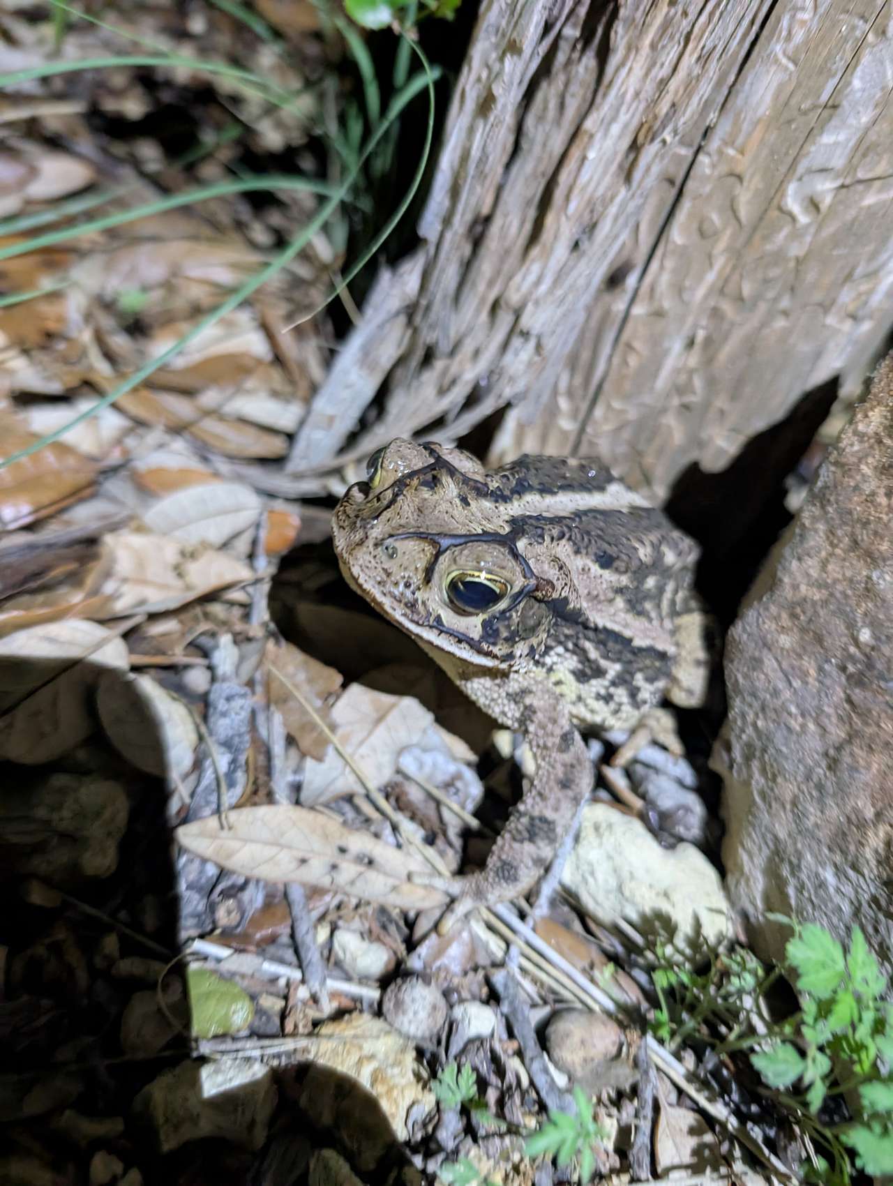 Fred the toad 