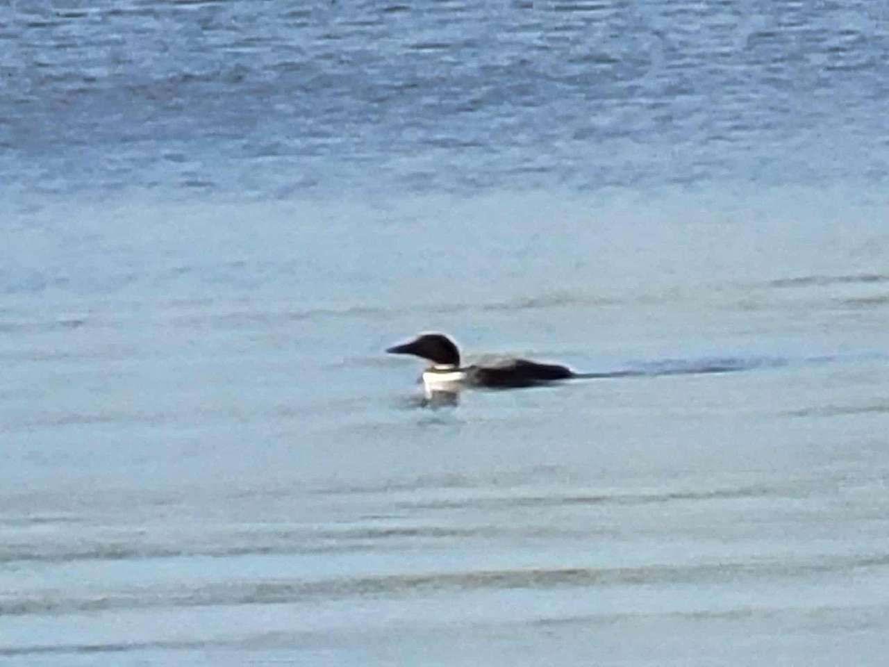 Loon Call Camp