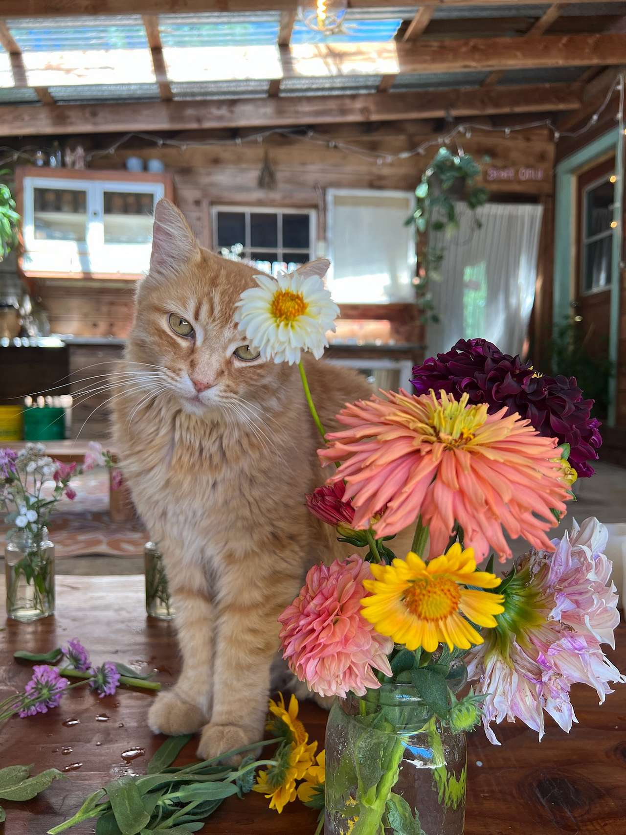 View pets photos of Cedar Bloom