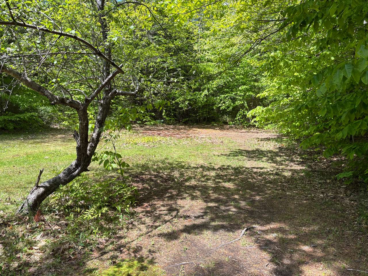 Walking past old apple tree to Solo Site. New picture soon featuring fire ring. 