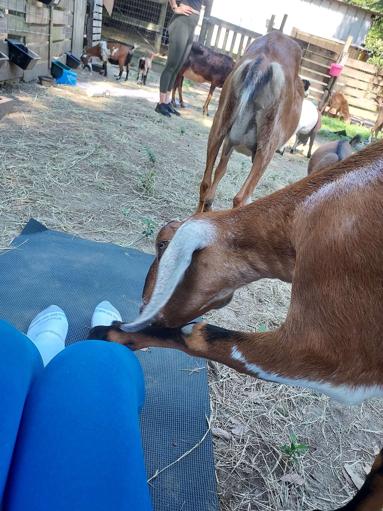 Goat yoga