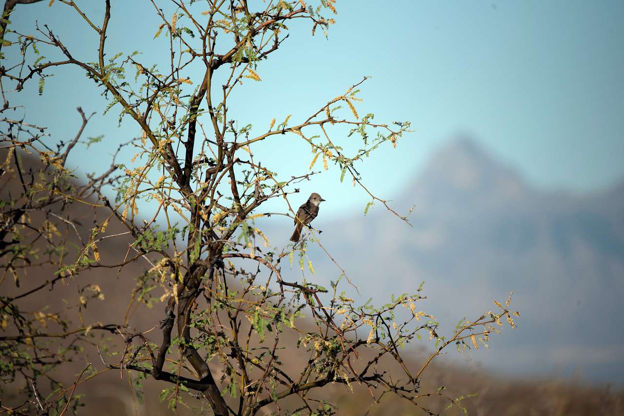 Epic Private 300 Acre Saguaro Park