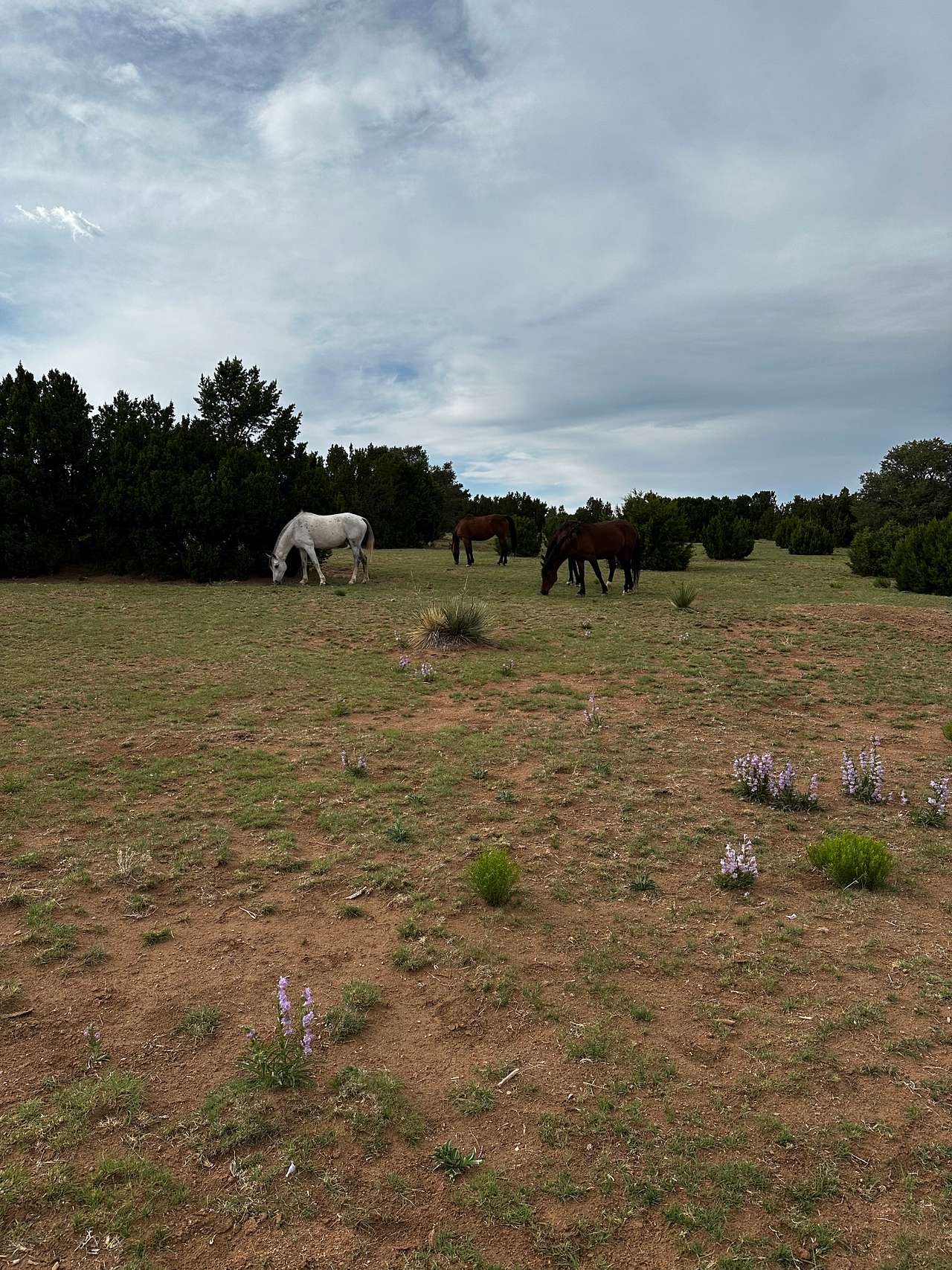 Las Sabinas Ranch
