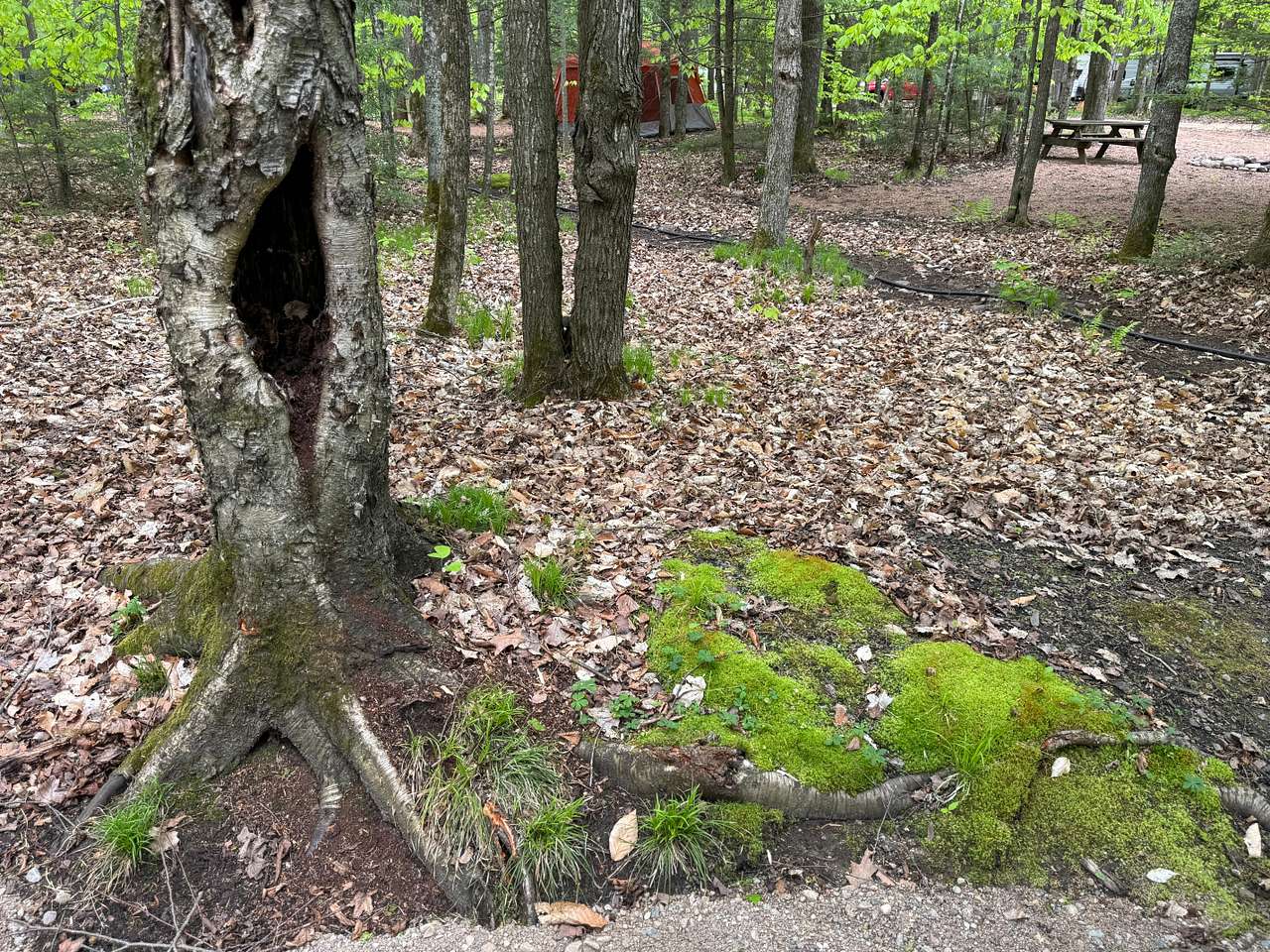 Picture of the site